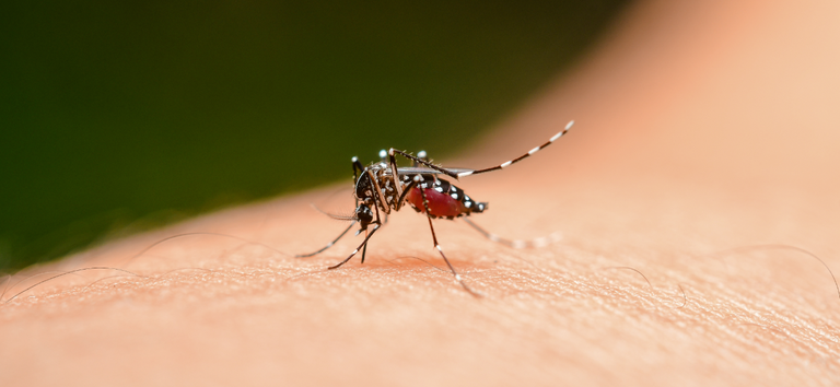 Entenda o que é a dengue grave e como é o tratamento